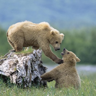 Логотип @mirzhivotniy - Мир животных