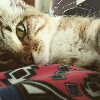 Логотип @misgatosyyo - I, cat - Gatos y más gatos