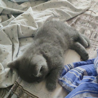 Логотип @mishamikha - Лениво-активная жизнь амёбы