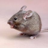 Логотип @mishpromo - МЫШЬ | ПРОМОКОДЕС