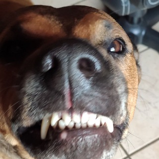 Логотип @mithumordurchdieendzeit - Humor im Irrenhaus 🇩🇪 🤣