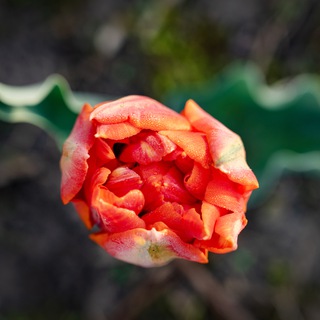 Логотип @mitiphoto - MichaelaT📷Photo🌿