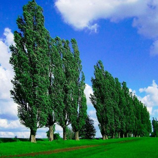 Логотип @mitopolchat - МилыйТополь