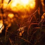 Логотип @mitra_putri - Mitra_putri | Jyotish