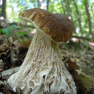 Логотип @mitzelii - мицелий