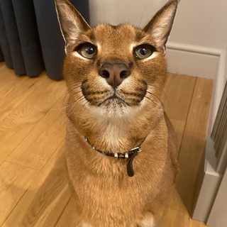 Логотип @miutoh - Фан-клуб блогера "миутп" по читам в стандоффе2!!!