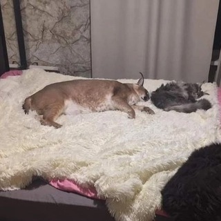 Логотип @miutph - Хейтерский клуб блогера "миутп"