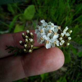 Логотип @mkusty - Маринины кусты