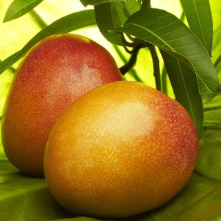 Логотип @mmango_chat - Mango