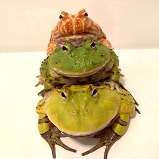 Логотип @mmeedduuzzaaaa - Жабирамидный средовый караван