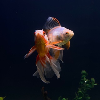 Логотип @mmyhstory - My Hstory