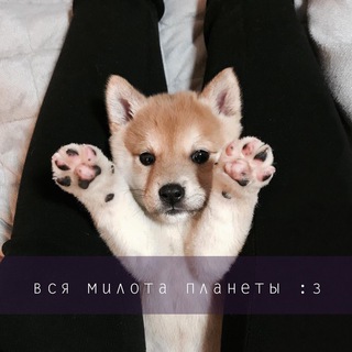 Логотип @mnogokotikov - Обнять и няшкать