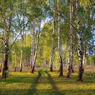Логотип @mo_now_chat - Поговорим про Подмосковье