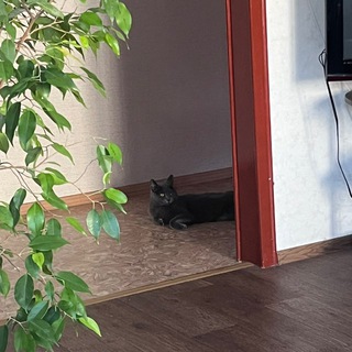 Логотип @moddygang - жизнь музыканта на пенсии