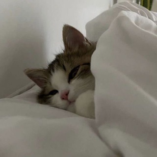 Логотип @modforrtt - мод на новый тик ток