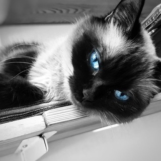 Логотип @modistka2015 - Модистка