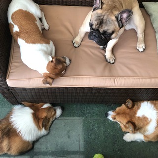 Логотип @moesobachiedelo - Моё собачье дело.