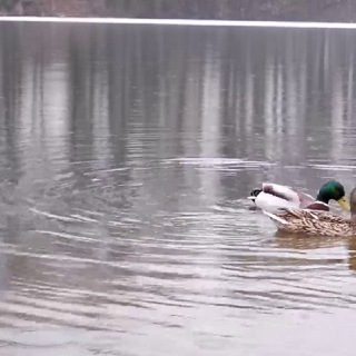 Логотип @mofovideo - Movie - Фото - Видеограф) Воронеж