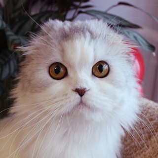 Логотип @moikoteki - Канал Жжека и Жеки