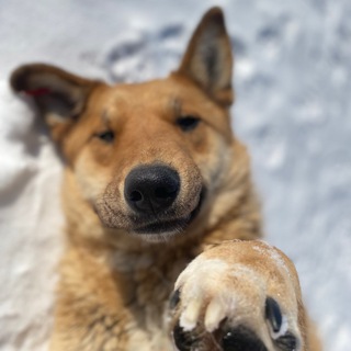 Логотип @mokriynosizl - Мокрый нос 🐾