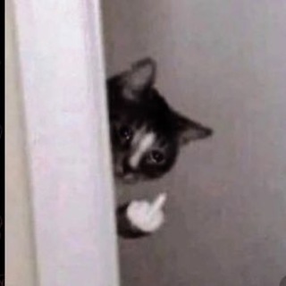 Логотип @mol4aniekotyt - молчание котят