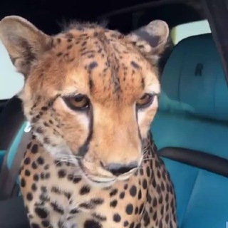 Логотип @mollimusic - 𝐌𝐮𝐬𝐢𝐜 Ⓜ️🎶