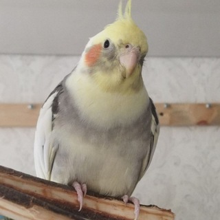 Логотип @mollypets - mollynpets