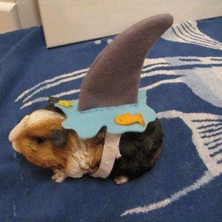 Логотип @momazoshamsters - 🇰🇭Momazos hamster🇰🇭