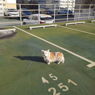 Логотип @momopien - момопие 🫛🍮