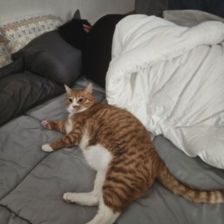 Логотип @mongamy - ! переезд ! тайна любви