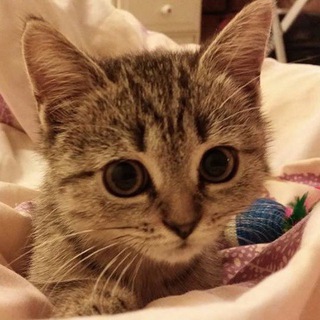 Логотип @monika_sheli - Мы коты