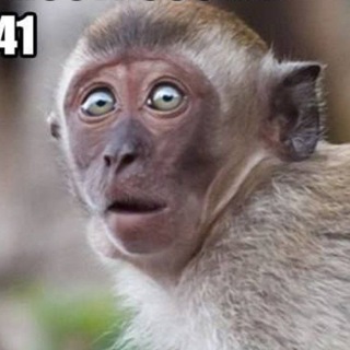 Логотип @monkach - МОНКАЧ 🐒🦍🦧🌴