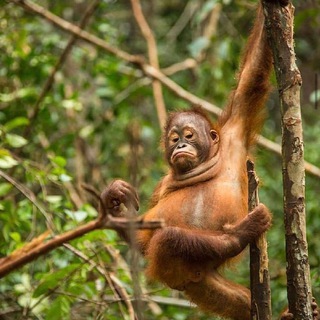 Логотип @monke18 - сочные обезьяны 18+