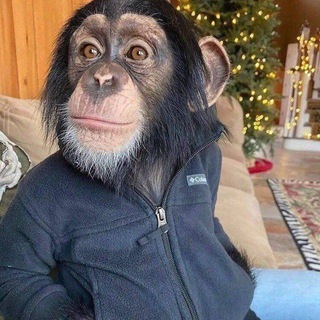 Логотип @monkey_gifach - Бибизяний гифач