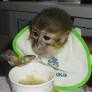 Логотип @monkey_hacker - Monkey Hacker