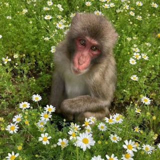 Логотип @monkeybiponsj - Гиф и стикеры с бибизянами🐒