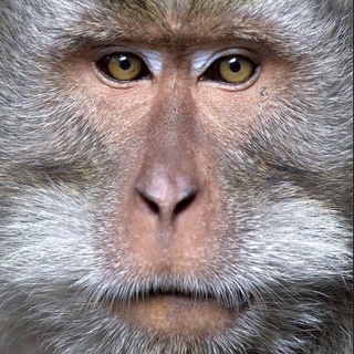 Логотип @monkeyblogg - Обезьянки [Monkey] 🐒