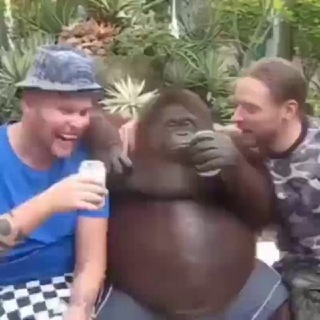 Логотип @monkeygifsvb - Monkey GIfs