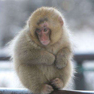 Логотип @monkeynipon - Монке как смысл жизни
