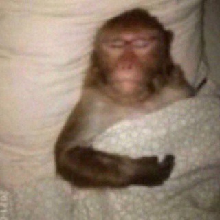 Логотип @monkeyponchik - Манкипон