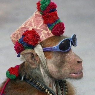 Логотип @monkeys_fun - Смешные обезьяны)