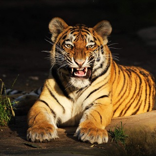 Логотип @monkeytilt - MonkeyTilt (Покер Инвест Life)