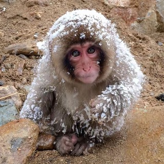Логотип @monkygifs - Monkeys Gifs/stickers 🍌