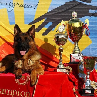 Логотип @mono_gsd - Моно н/о | Немецкие овчарки − выставки