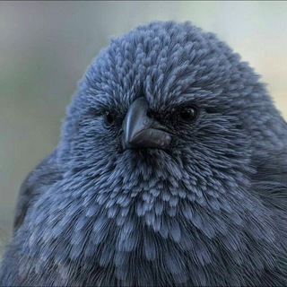 Логотип @monologue_of_a_little_bird - Монолог маленької пташки