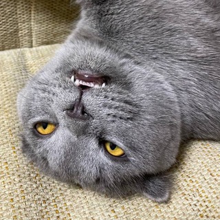 Логотип @montidairy - Ну и Монтале!