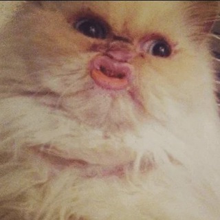 Логотип @mooduckvideo - M_Duck Video