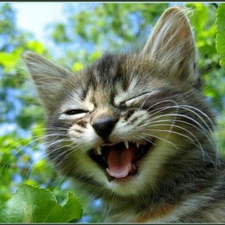 Логотип @moodvideos - Смешное видео и картинки