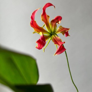 Логотип @moonwoodactual - Moonwood цветы в наличии