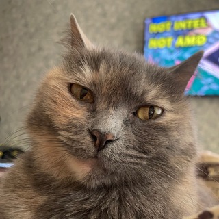 Логотип @moosya_chat - Moosya CHAT